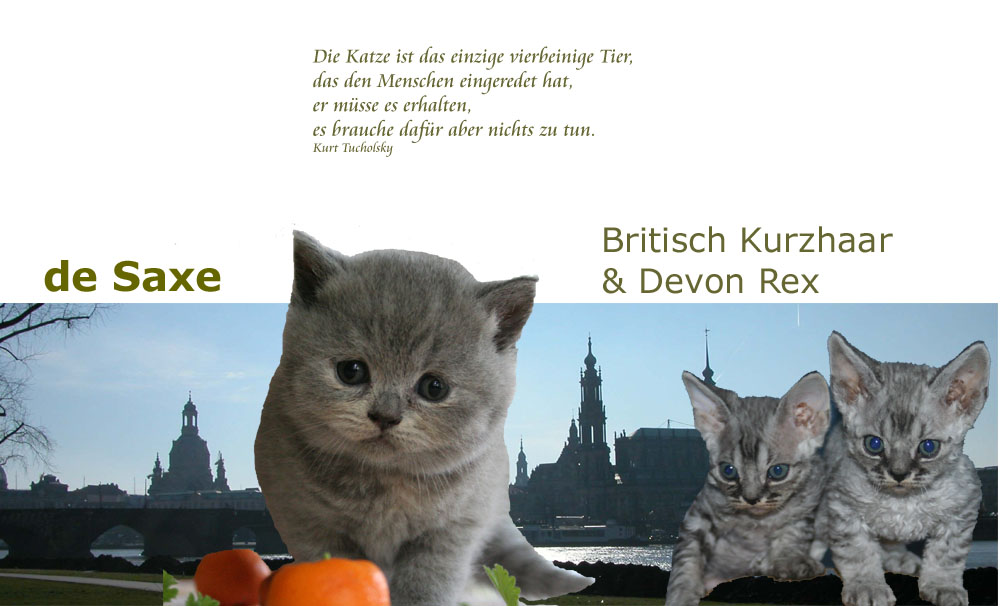 Britisch Kurzhaar und Devon Rex aus Dresden